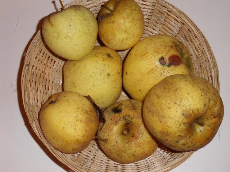 userfiles/produit/5771/photo_var_445_pomme de banane_merval.jpg